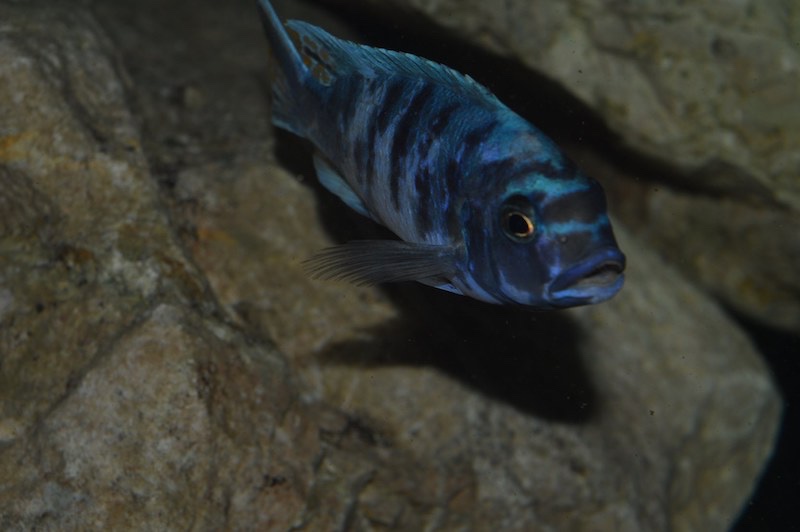 Maylandia zebra 'Masinje'